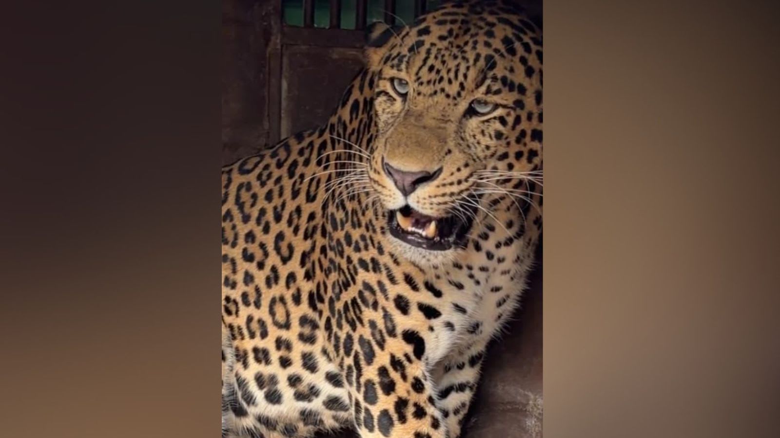 Man-eater leopard captured in Pune a month after woman’s death