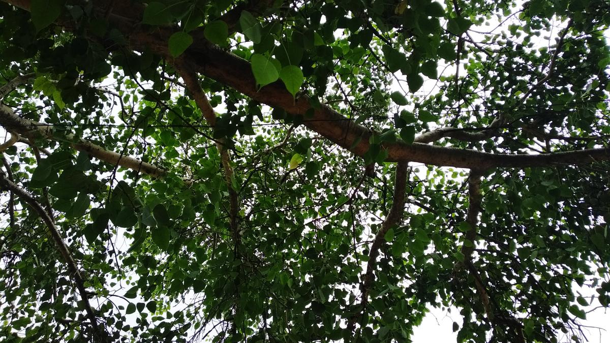 Villagers in Telangana wage a war to protect 75-year-old Peepal tree