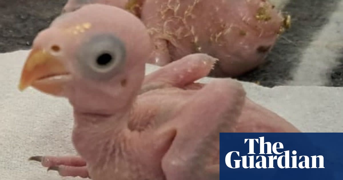 South African police arrest two Thai men for allegedly smuggling parrot eggs