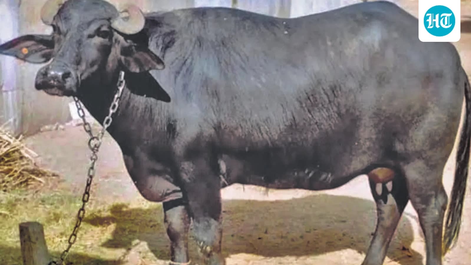 Two owners, one buffalo and a DNA test: Bihar cops face a unique dispute