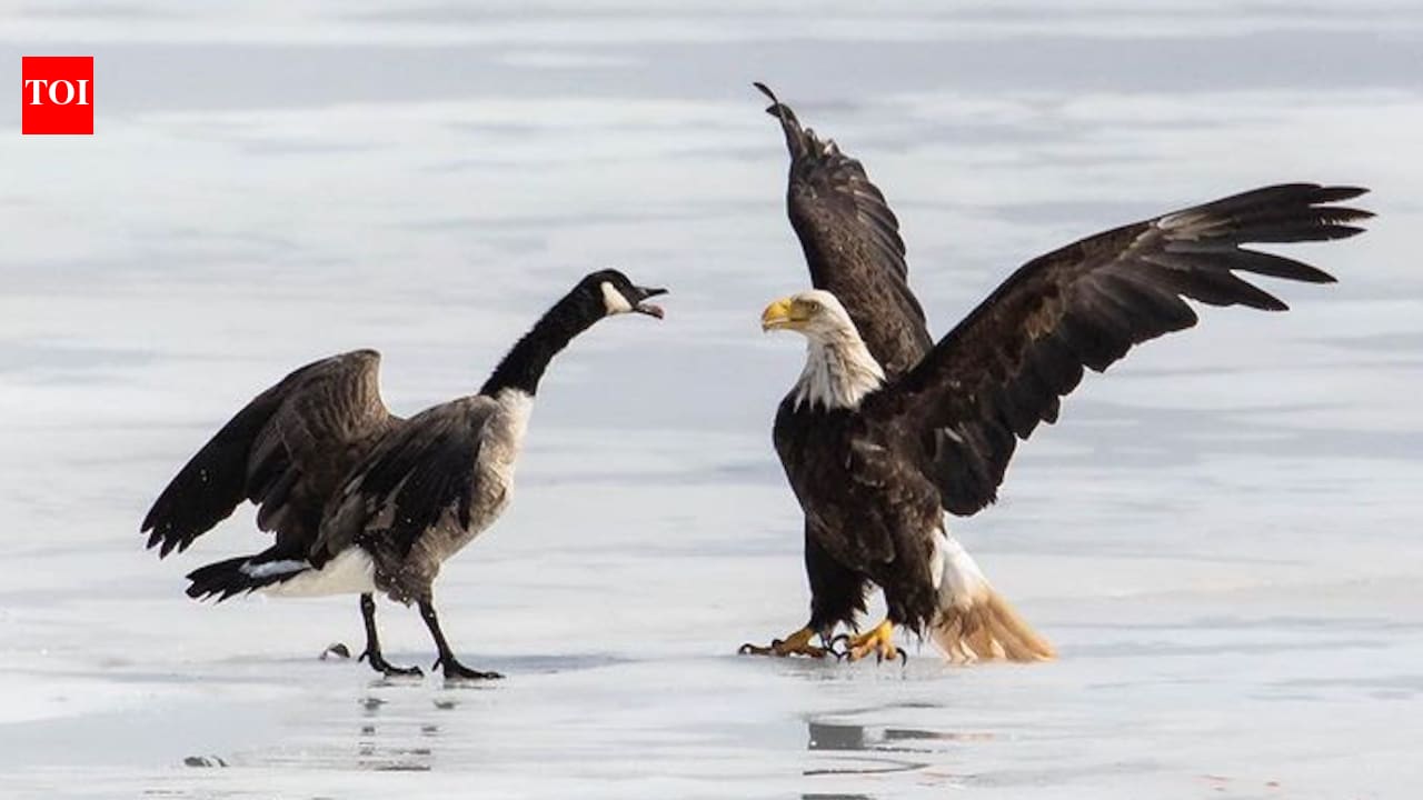 American eagle vs Canadian goose: How a Goan photographer's US retreat was edited out