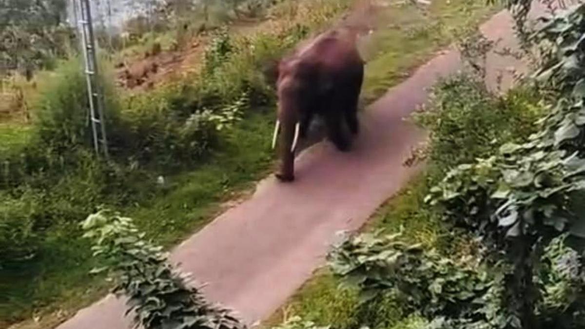 Tourists provoke wild tusker in Idukki