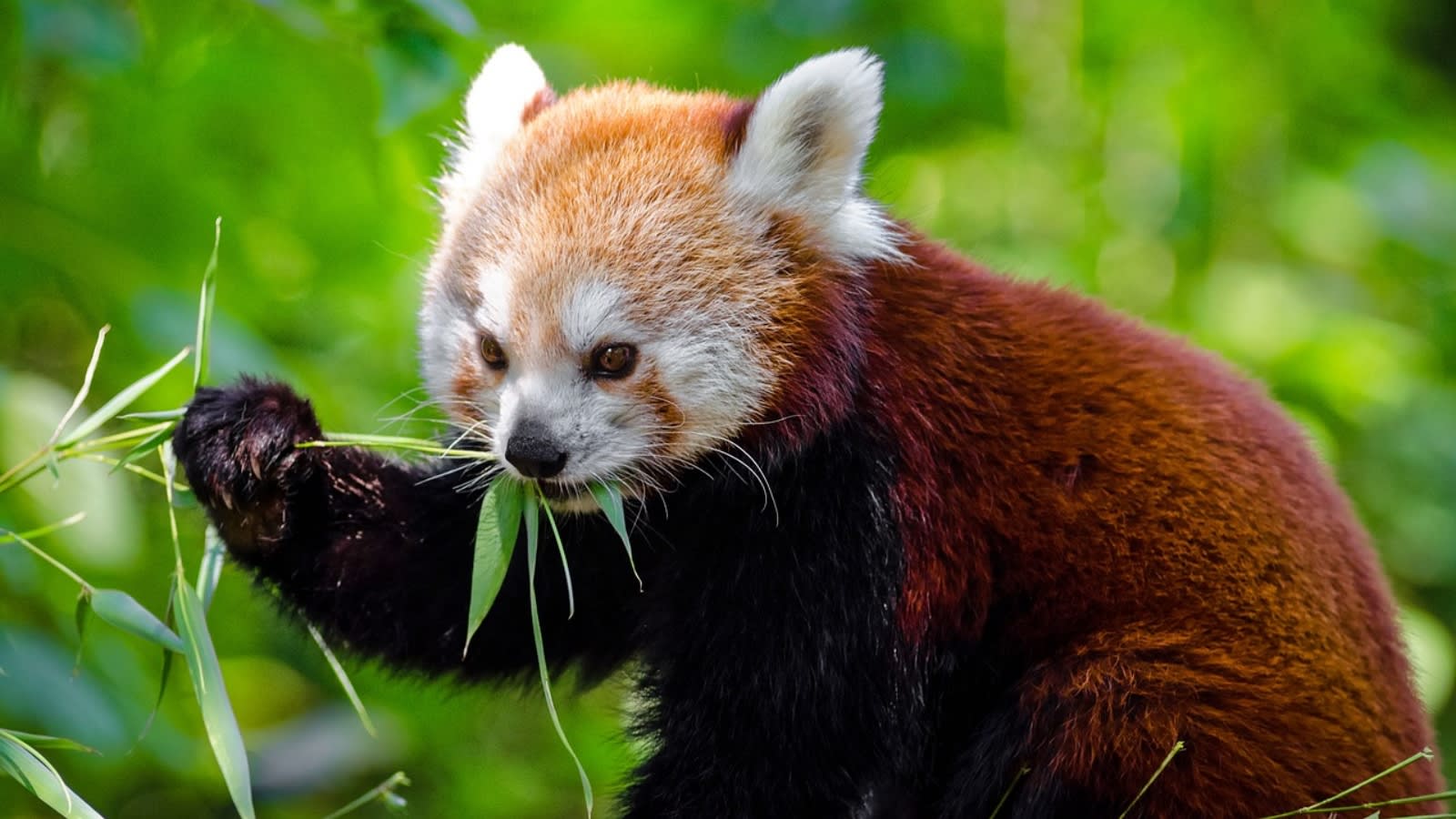 Born after 7 years: Why Sikkim’s Red Panda cubs Numa and Nuba matter