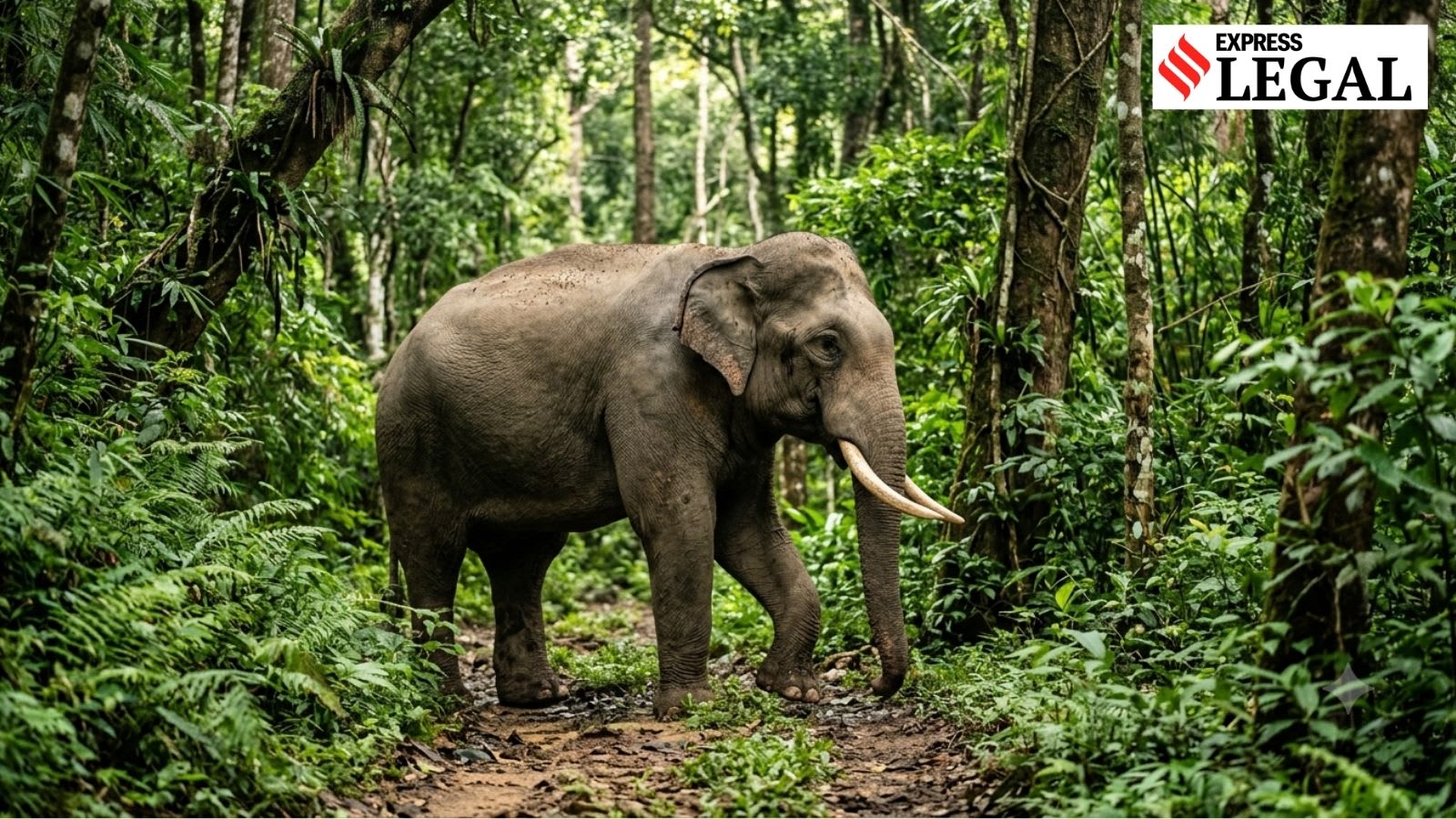 State is ‘custodian’ of wildlife, liable for animal attacks, rules Kerala High Court