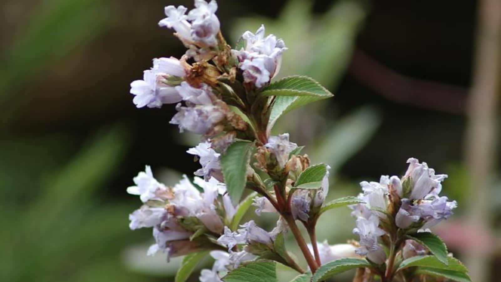 Munnar to Kodaikanal: Top places to see Neelakurinji flowers in India
