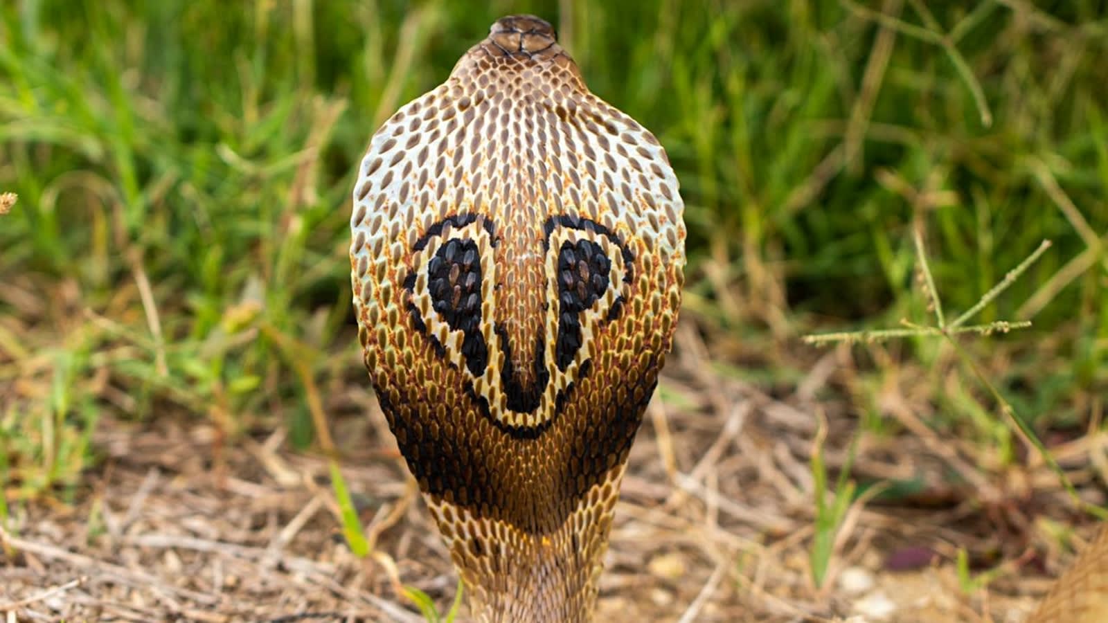 Why an Indian cobra spread its hood: Learn about the snake’s dramatic display