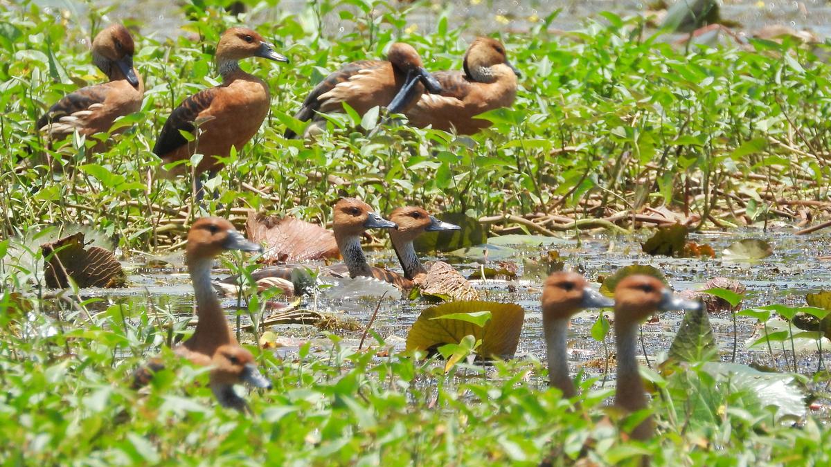 Rare Fulvous whistling duck spotted in Keralam’s Malappuram