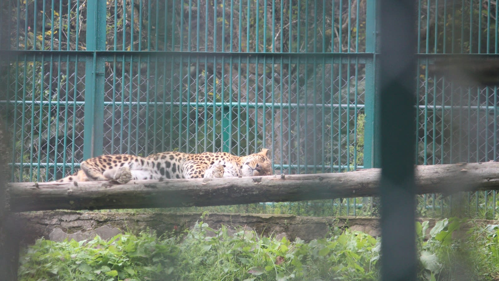 Leopard breaks into Kufri’s Himalayan Nature Park enclosure, kills aged ‘Sheru’
