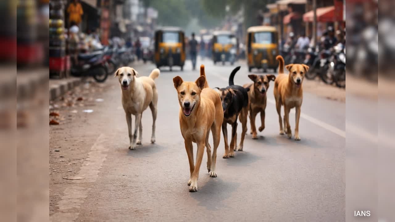 Over 100 Dog-Bite Cases Reported In Assam's Dibrugarh In A Week