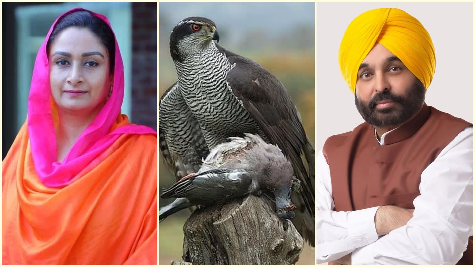 Guru’s baaz, Punjab’s State Bird, rare hawk creates a flutter in poll ring