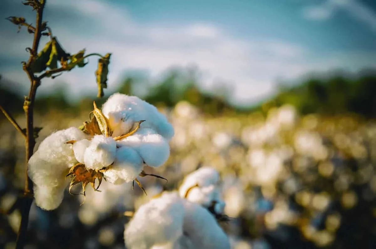 How to Trade the Selloff in Cotton Prices Here