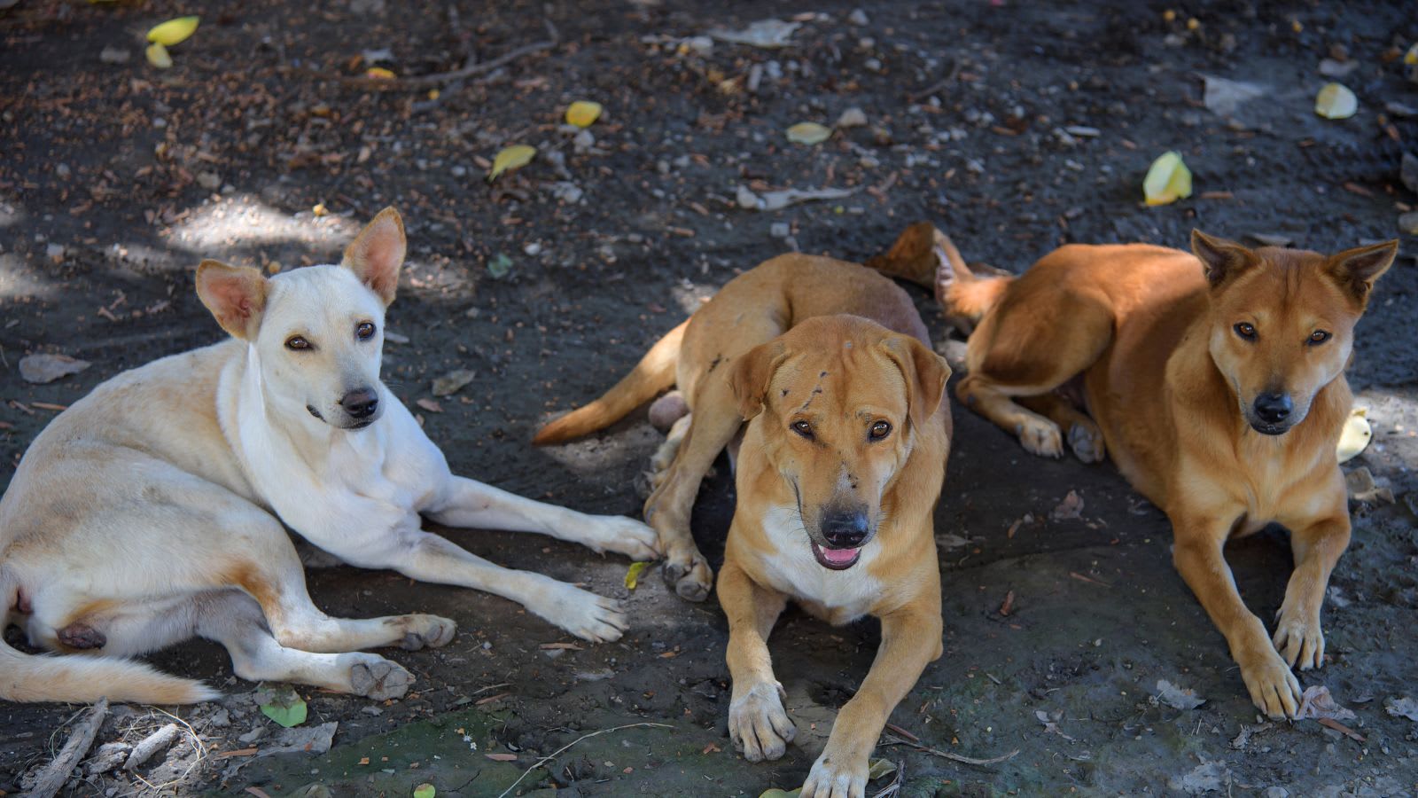 Stray dogs rescue woman from sexual assault in Coimbatore; accused apprehended