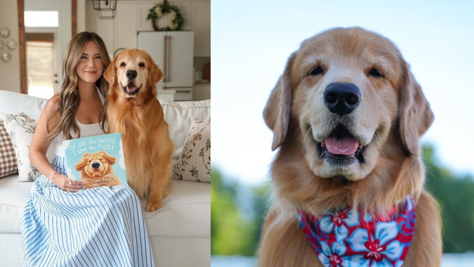Tucker Budzyn dies at 8: What happened to internet's beloved golden retriever? Pet parent shares heartbreaking news