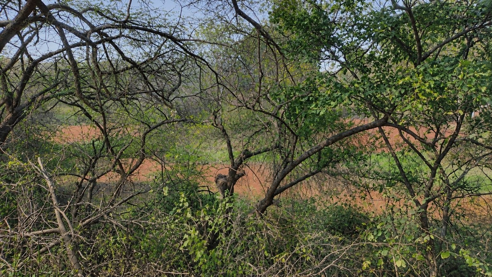 Delhi’s Kitchener Lake fails water quality norms despite Rs 36 lakh cleaning work