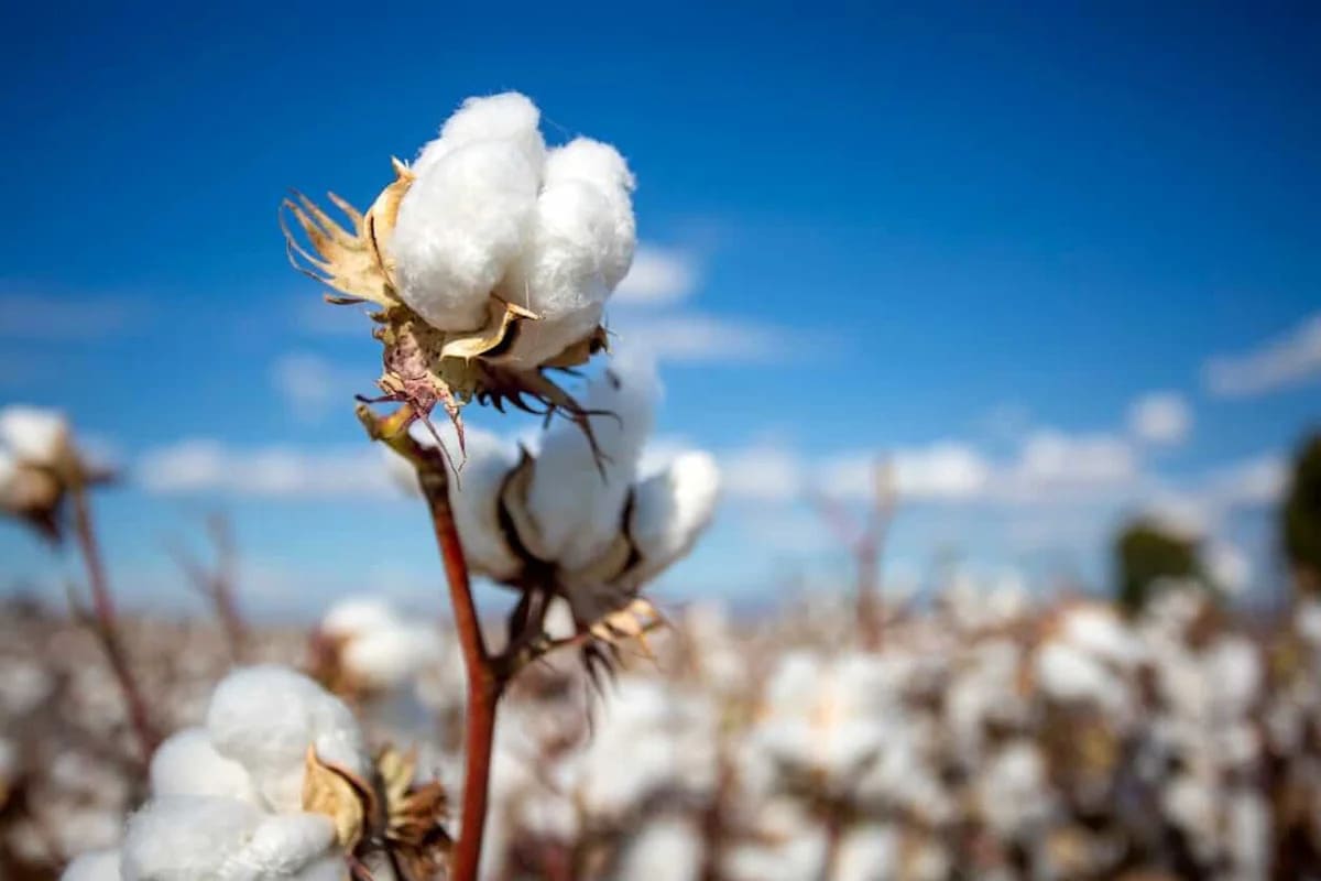 Cotton Eases Lower into Labor Day Weekend