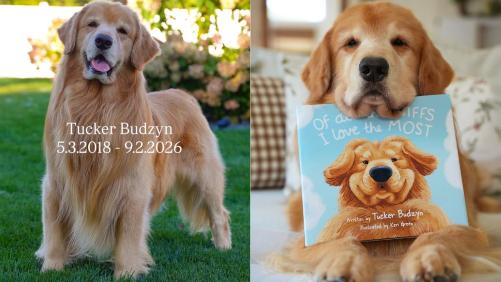 Viral golden retriever Tucker Budzyn dies at 8: What happened