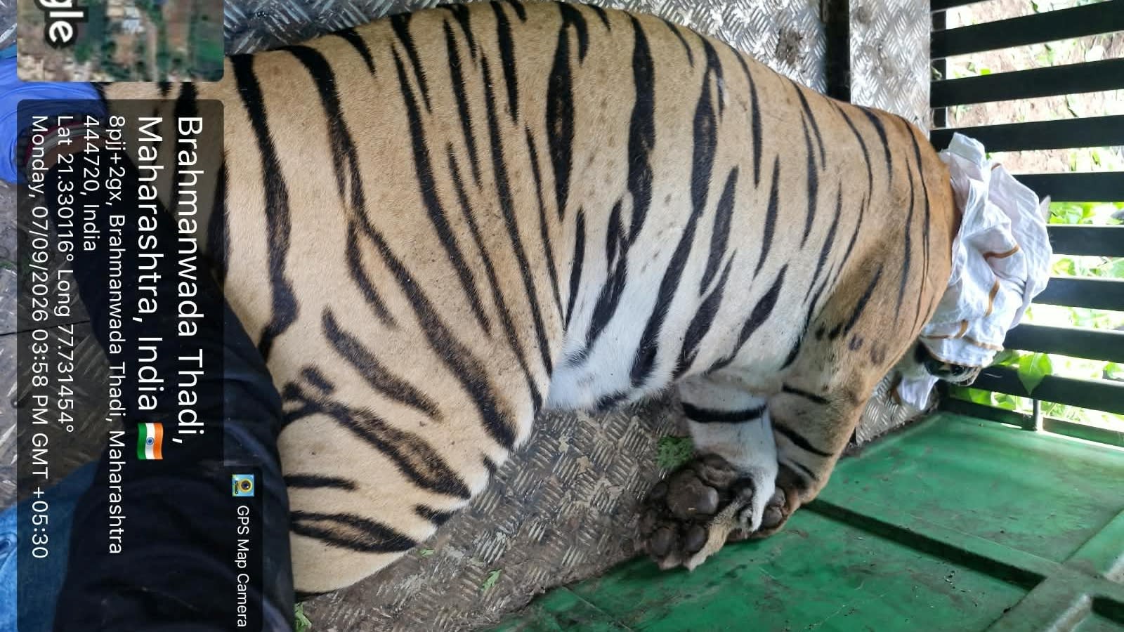 Four killings, one capture bid — then the tigress died
