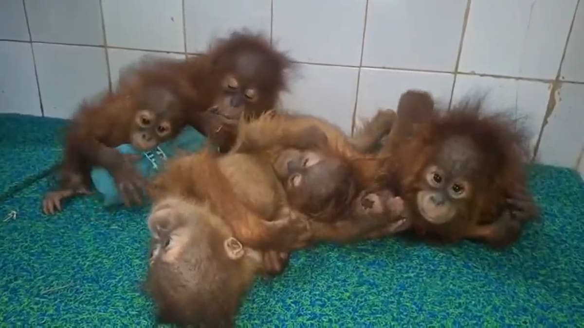 Orangutans rescued from Odisha forest: State begins probe; great apes quarantined at Nandankanan Zoo
