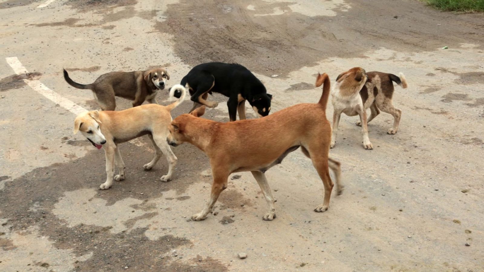Bengaluru vet clinic raided over alleged procedures on dogs without anaesthesia