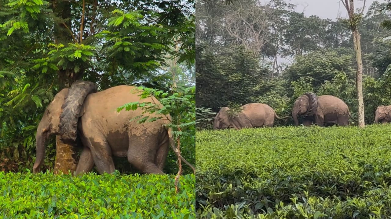 Video: Wild Elephant Spotted With Tractor Tyre Stuck Around Its Neck In Assam