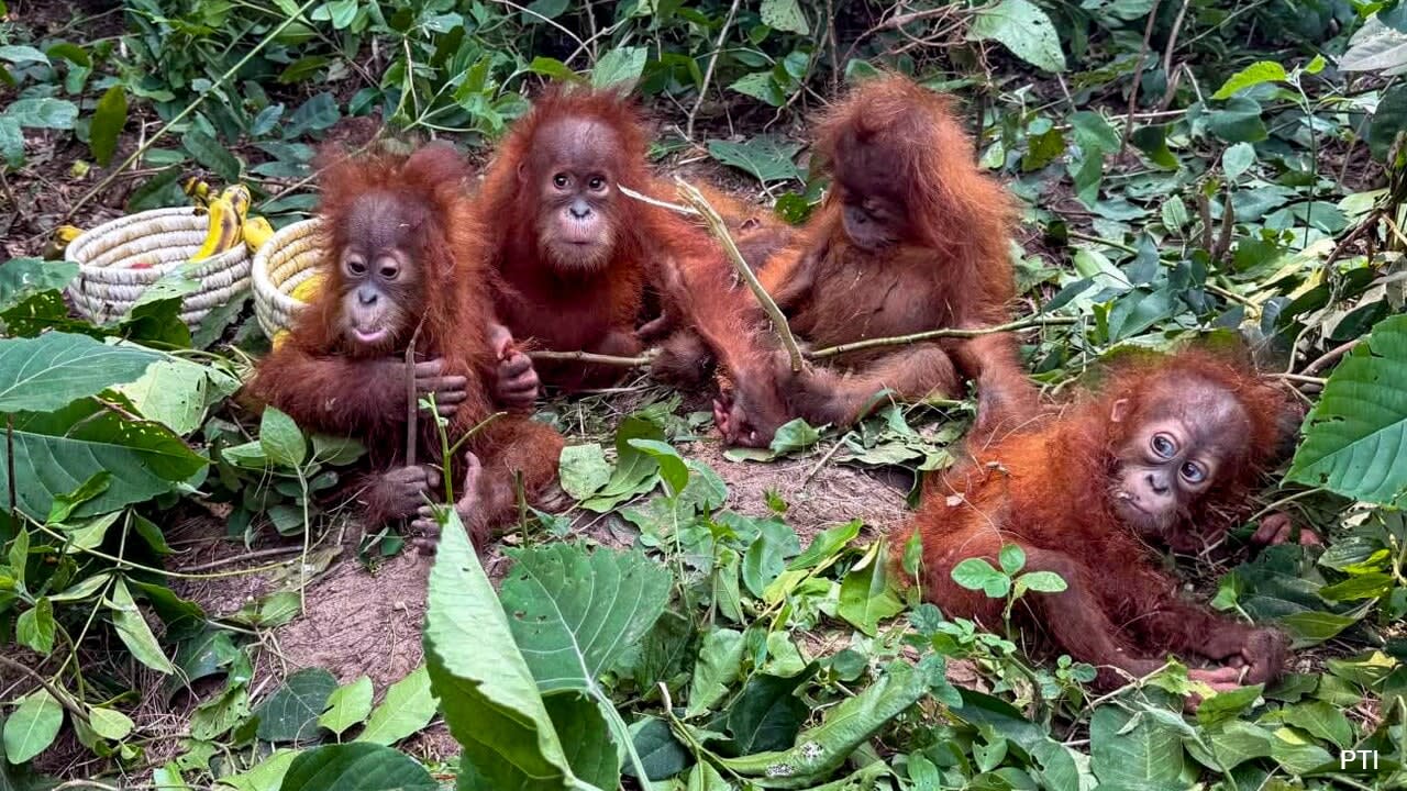 5 Orangutans Found In Odisha May Be Victims Of Wildlife Smuggling: Indonesia
