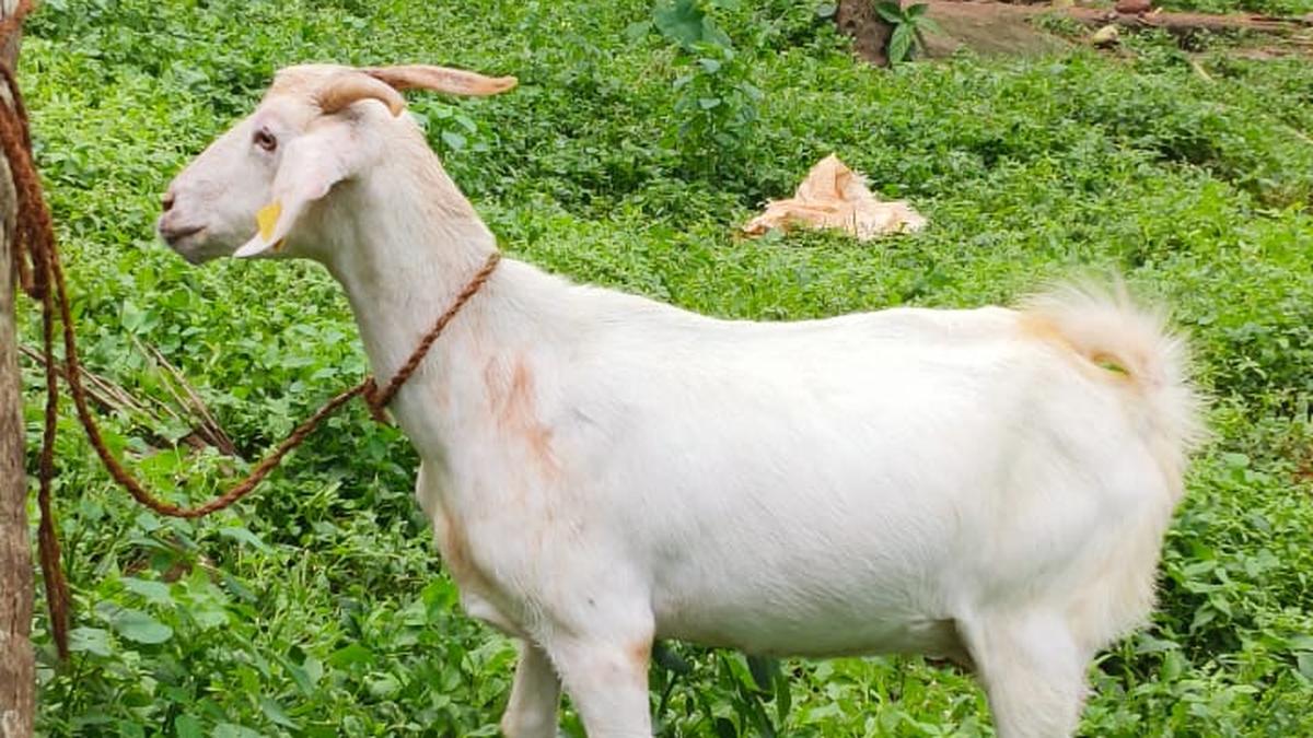Ancient spice route may have shaped Keralam’s Malabari goat’s genetic legacy, study shows