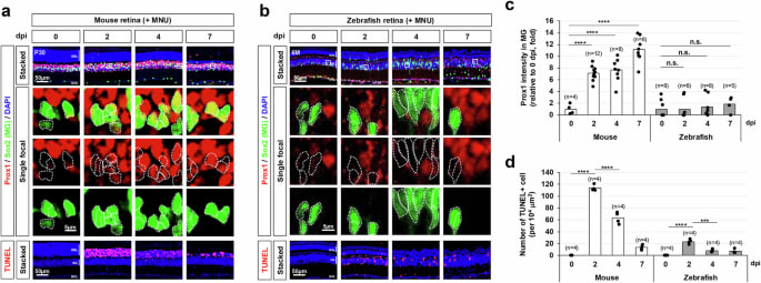 Restoration of Retinal Regenerative Potential