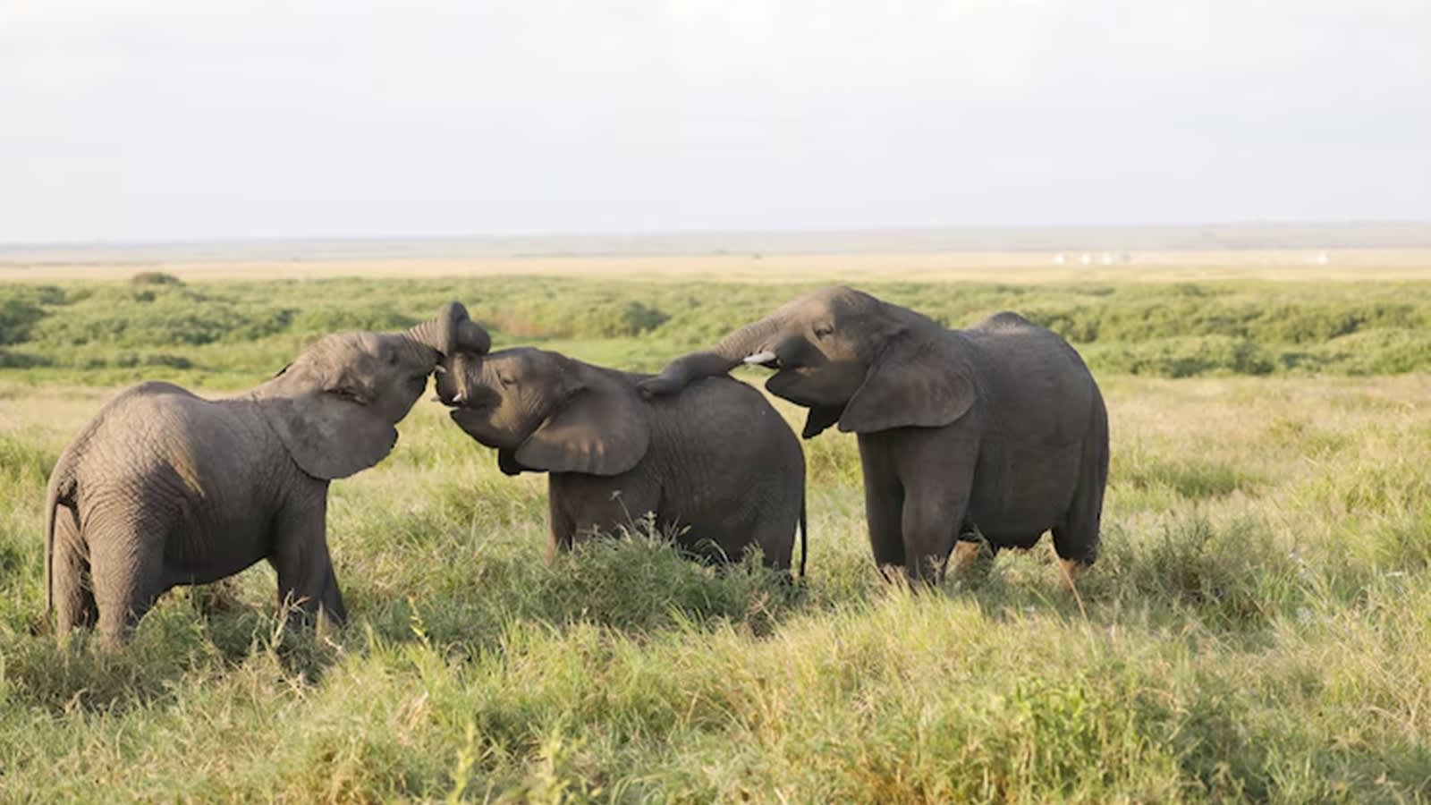 Why elephant herds are led by grandmothers, not the youngest females