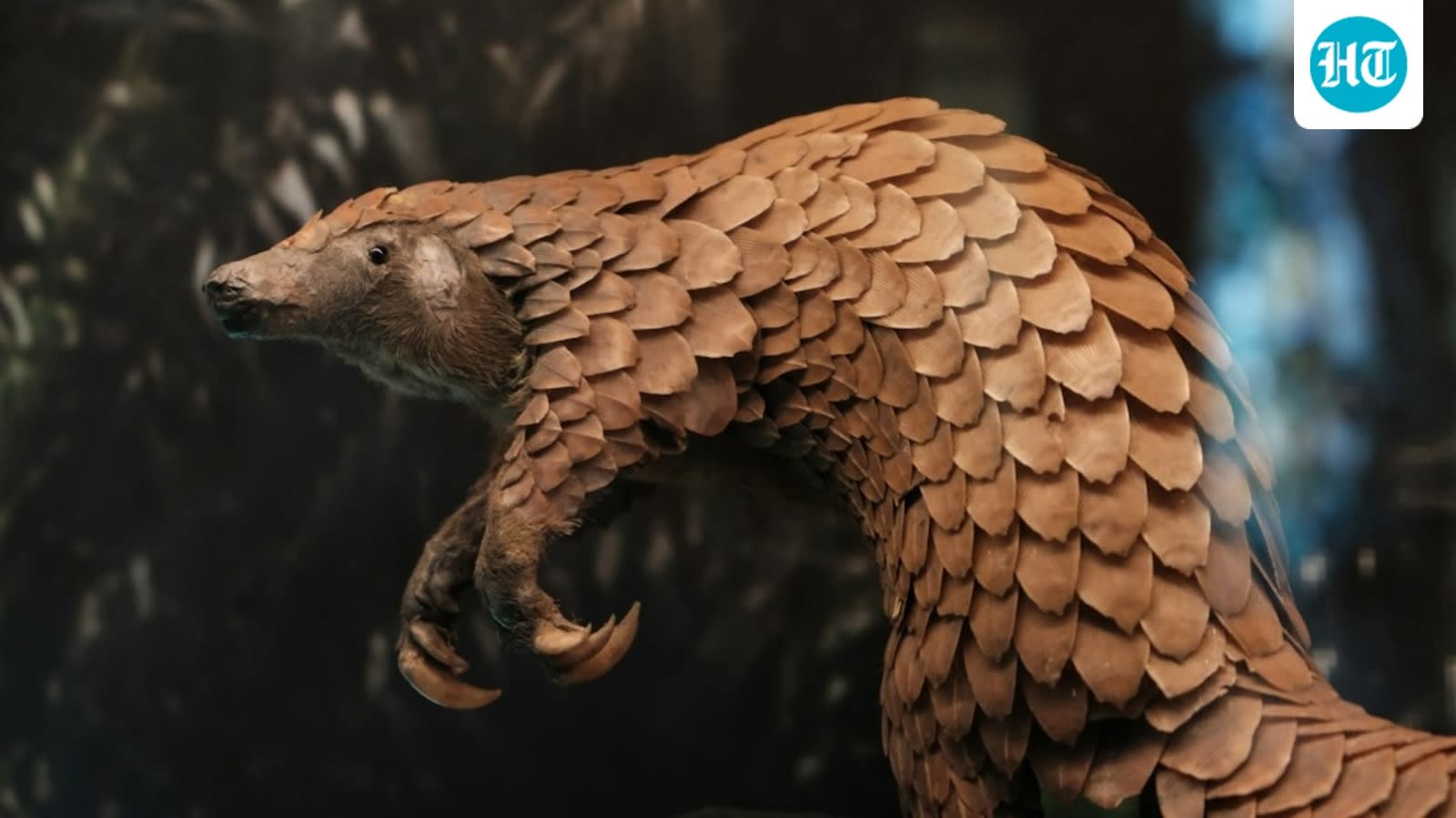 DNA from a pangolin collected in 1836 helped confirm the Himalayan pangolin as a distinct species after nearly 190 years in a museum
