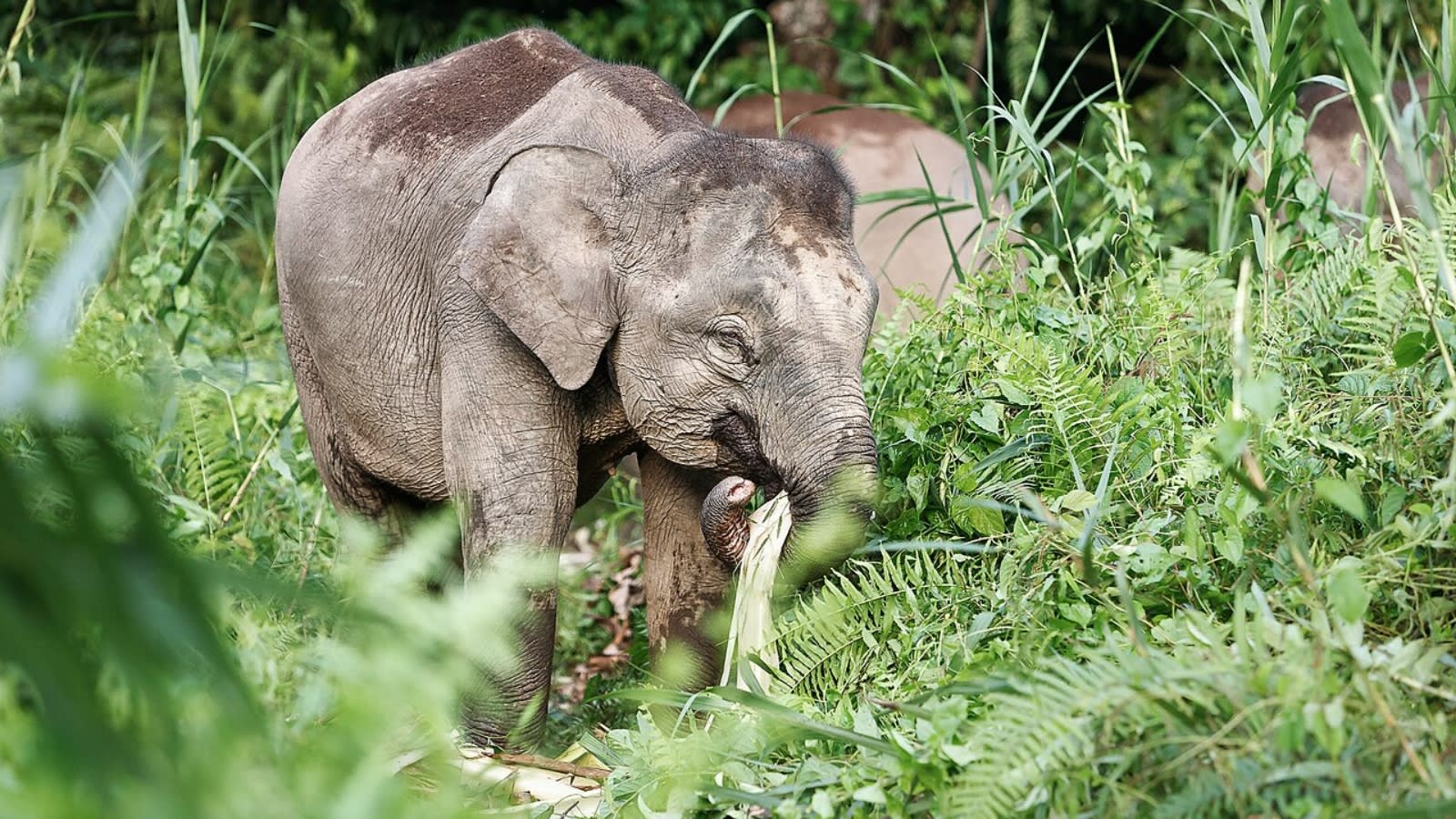 Meet Borneo’s tiny giant: All about the world’s smallest elephant