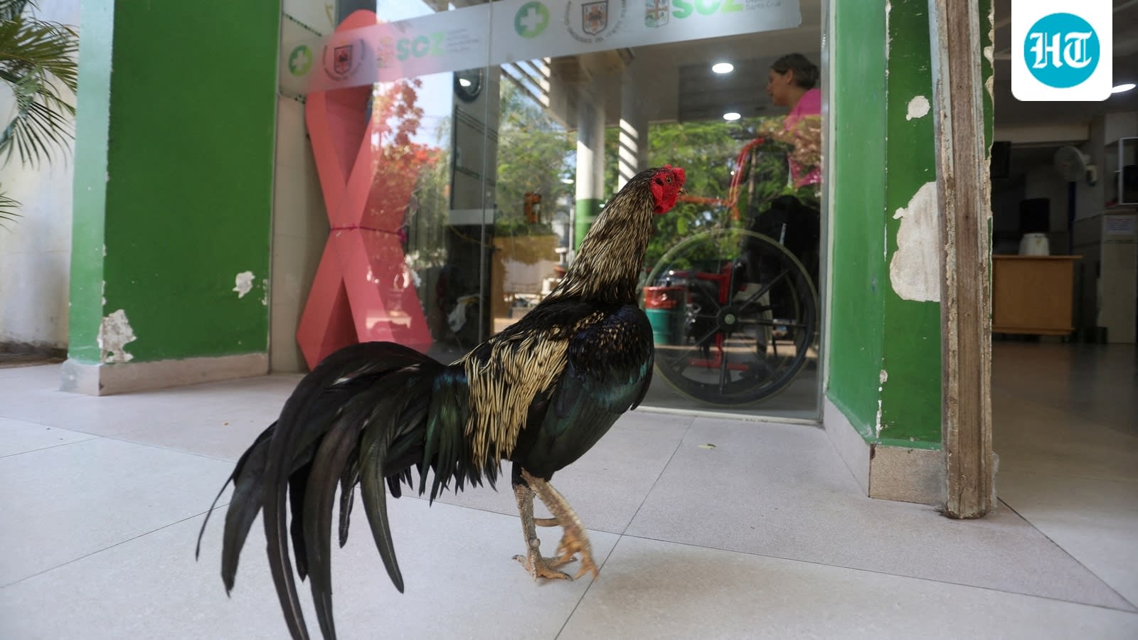 Bolivia’s own Hachiko: Loyal rooster Martin waits outside hospital years after owner’s death
