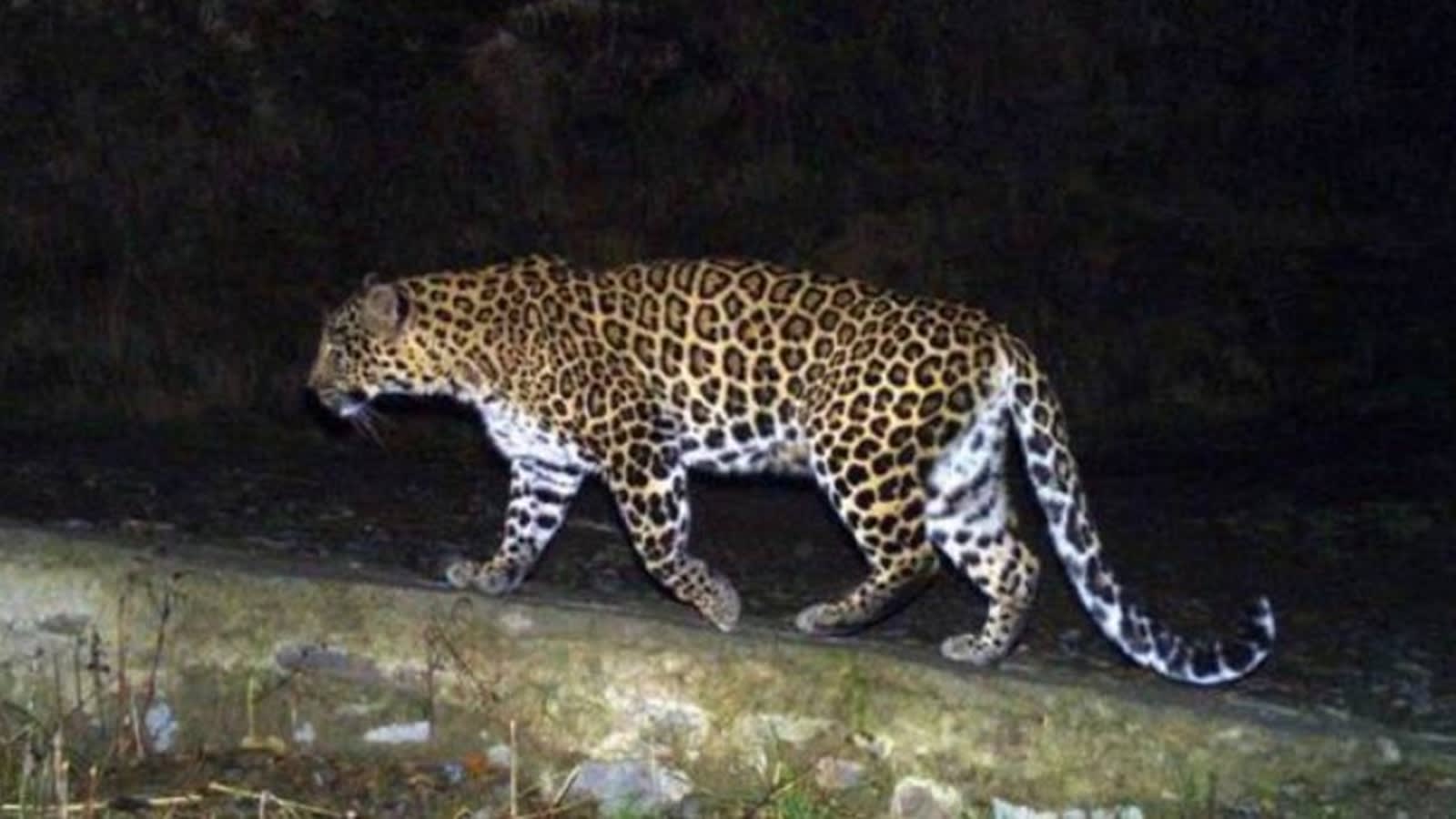 Leopard found dead with snare-like object around abdomen in Maval, probe on
