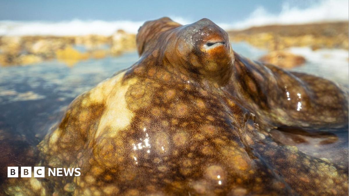 Blue Planet III: Moment octopus escapes death after hunt gone wrong