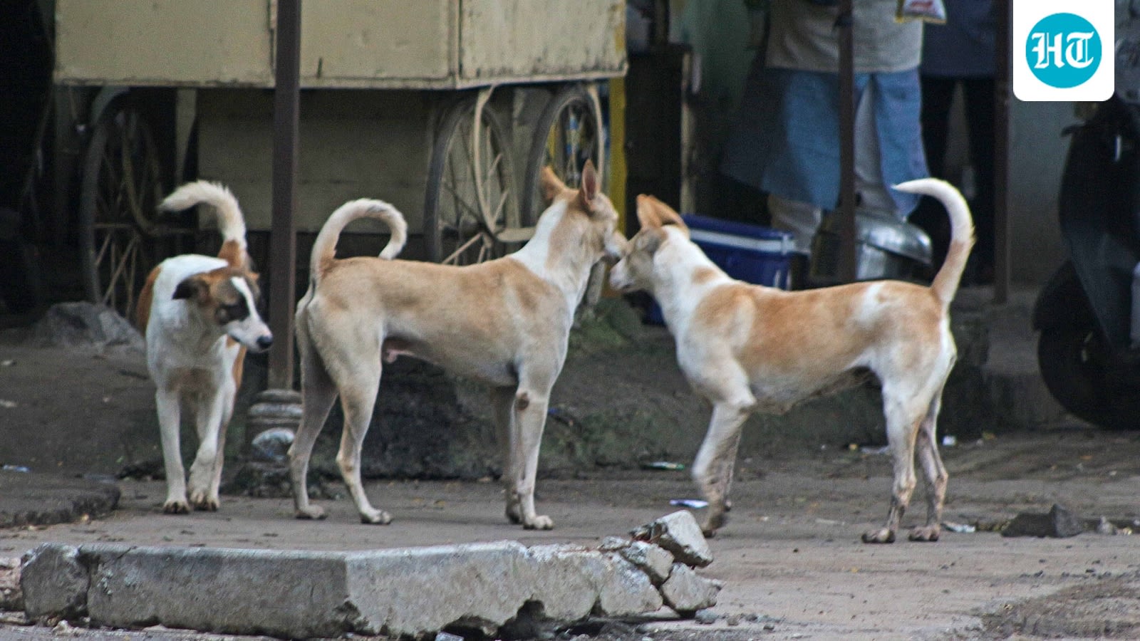 Three-year-old girl killed in attack by stray dog in MP’s Ratlam