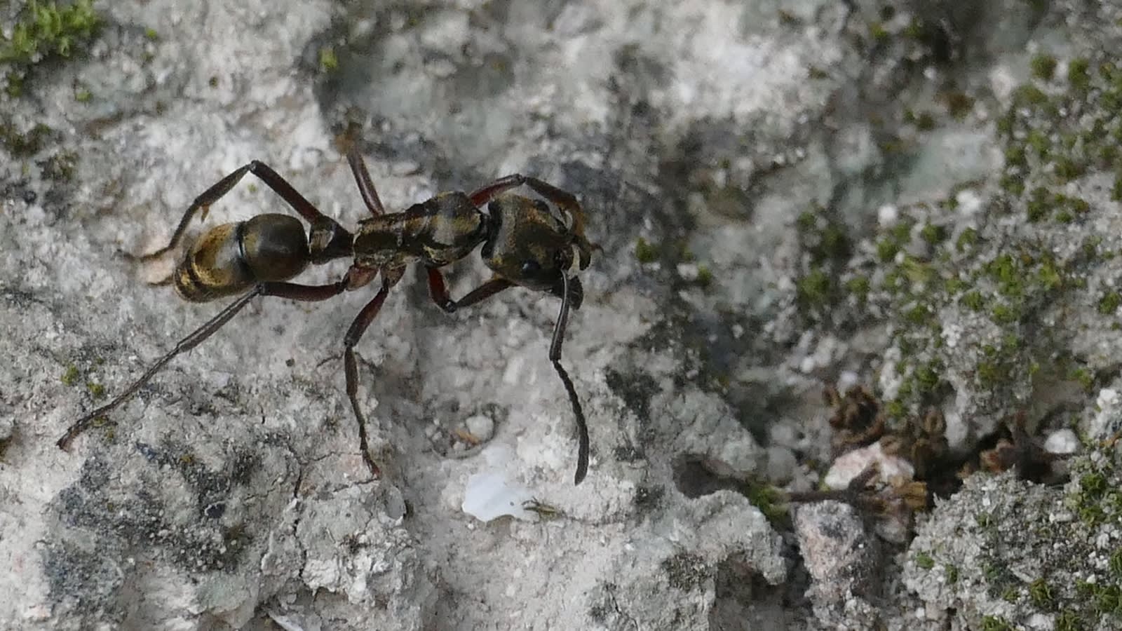 The strange reason some ants smell when you squish them