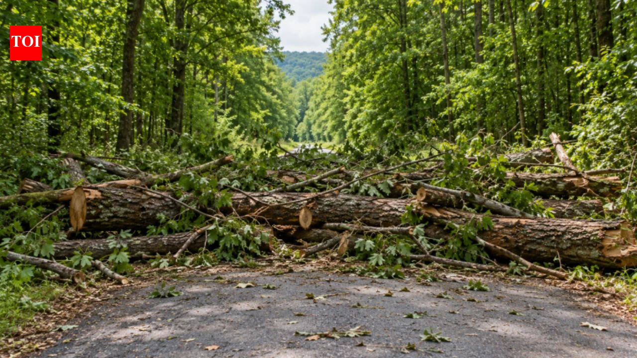 New York family blocks road with tree trunks, court awards it to neighbouring club