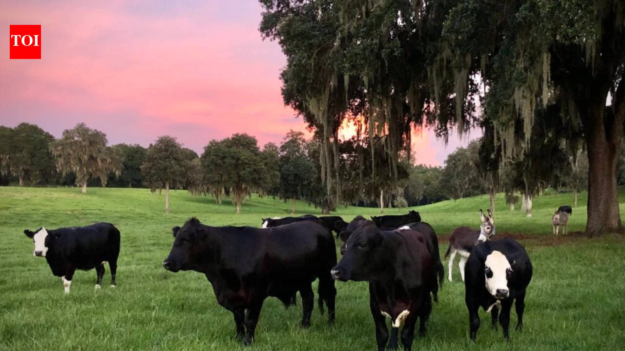 Florida farm grew from 3 rescued cows to 180+ animals across 420 acres
