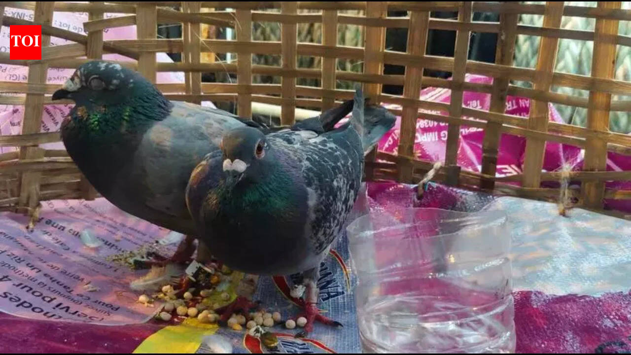 Suspicious pigeon with coded ring, Pak currency causes a flutter in Jammu
