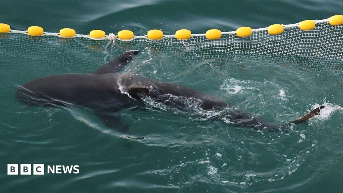 A shark went astray and captured Korea's heart - will she finally make it back to sea?