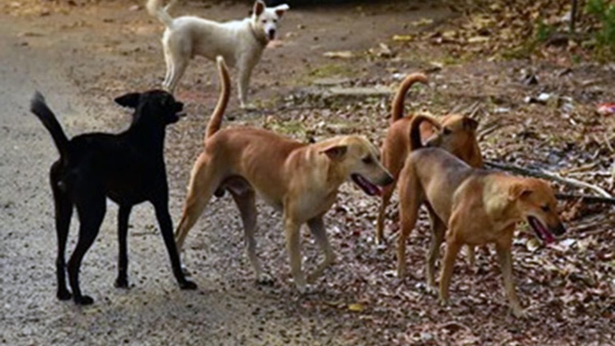 Dog deaths inside IIT Hyderabad spark row over animal welfare; students allege action taken over giving food