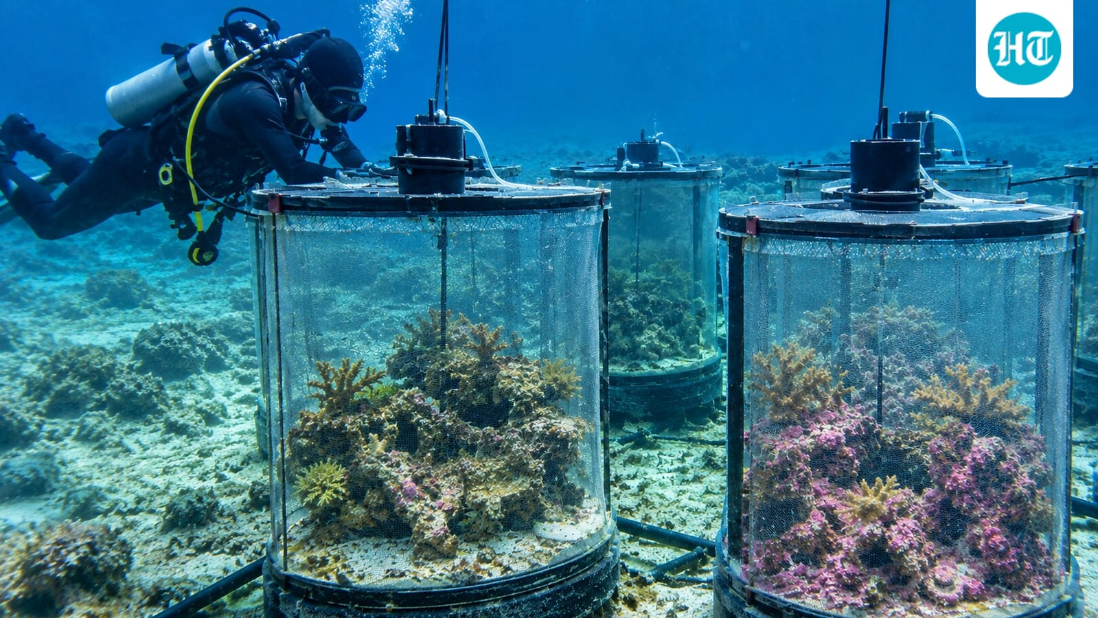 In a 10-month Hawaii experiment, scientists raised CO₂ to future levels; coralline algae covered 4% of acidified tanks versus 25% of controls