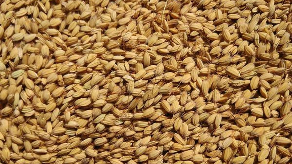 In Kashmir’s traditional rice, clues to a journey from East Asia