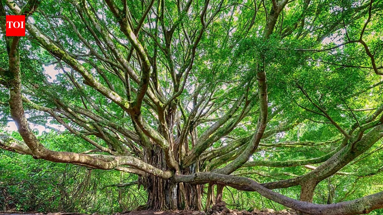 California court upholds order to remove 19 trees after $78,500 settlement