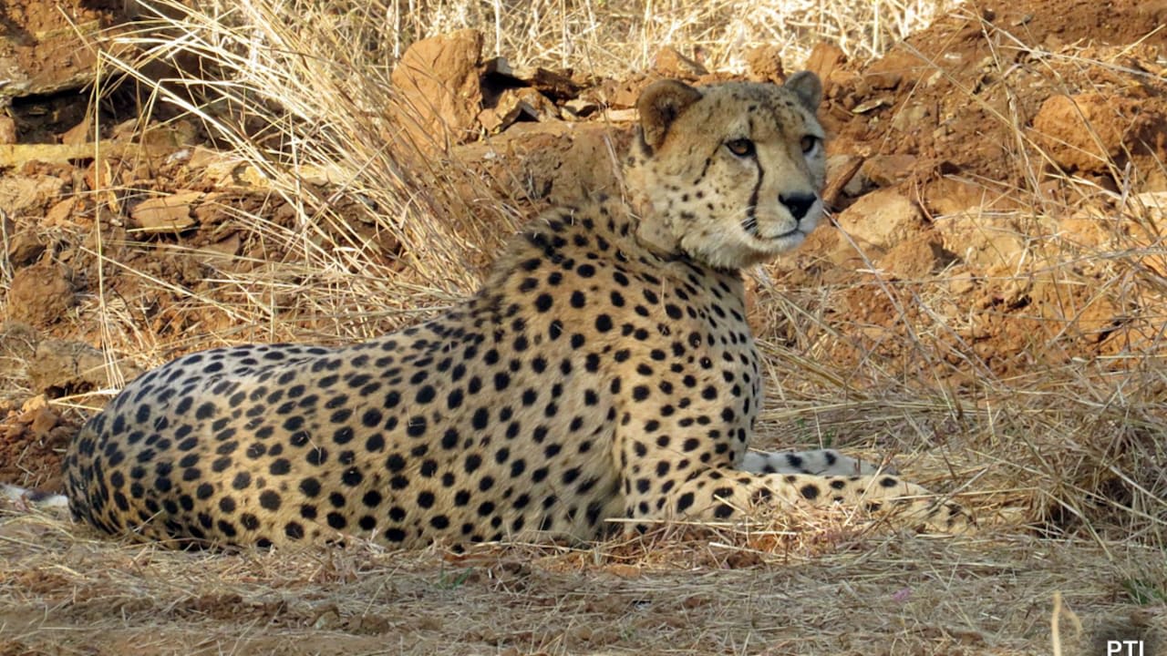 Cheetah Cub Dies In Madhya Pradesh, 5 Pellets Recovered From Body