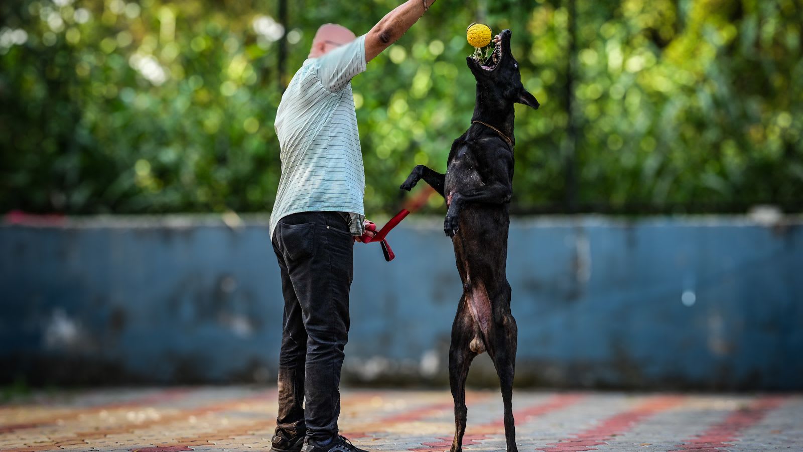 Dogs that helped hunt Osama bin Laden in Pakistan to bolster Mumbai Police: What they’ll be trained for