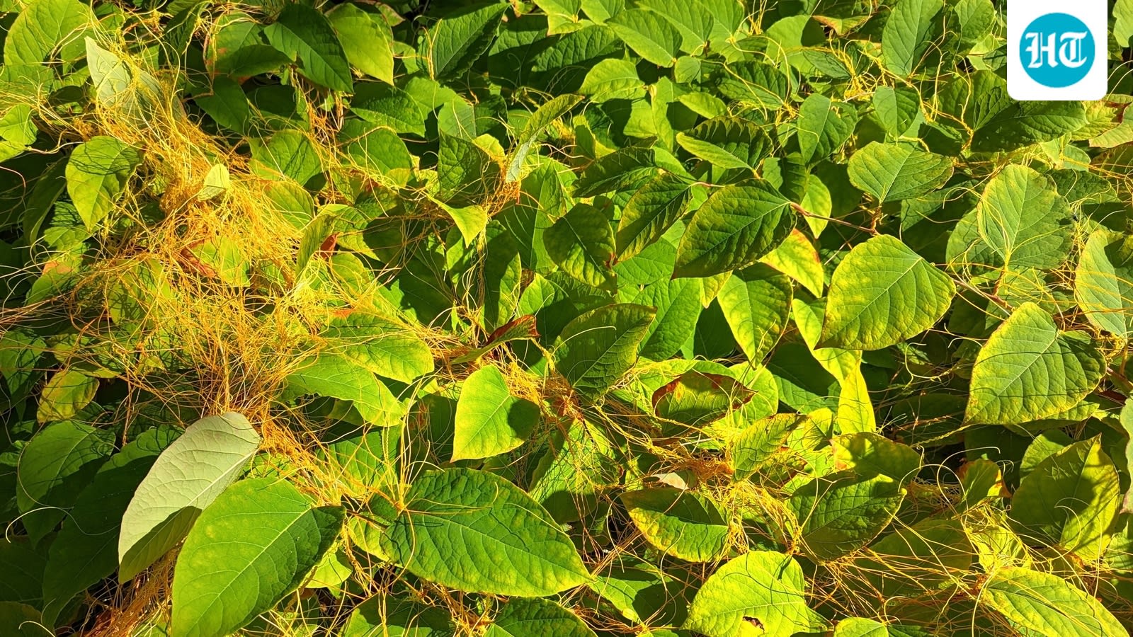 In the 1860s, Thomas Hogg sent Japanese knotweed to his brother’s New York nursery; within decades, the ornamental had become a serious pest
