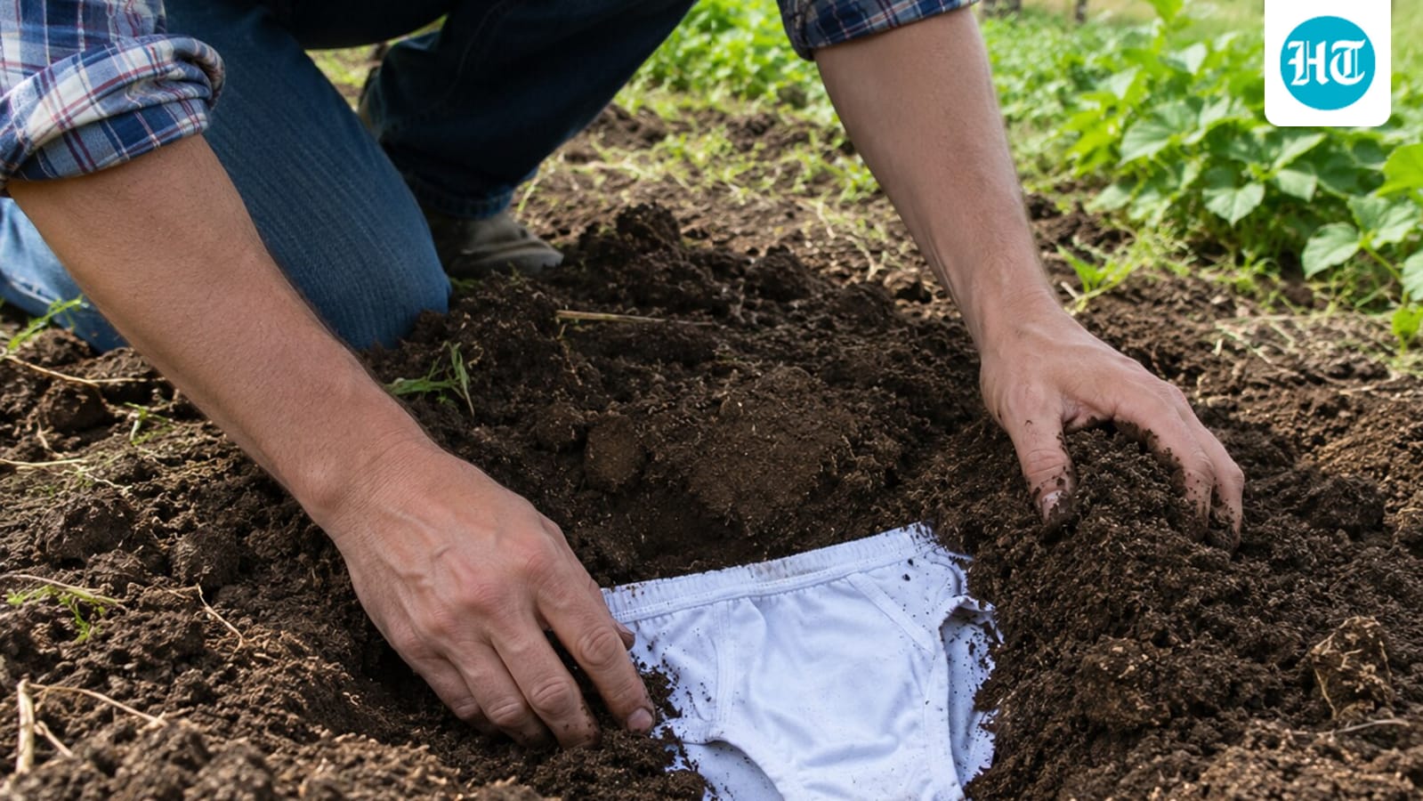 Ontario farmer used buried cotton briefs to gauge soil activity; he reported corn yields were 15 bushels per acre higher after red clover in 2012