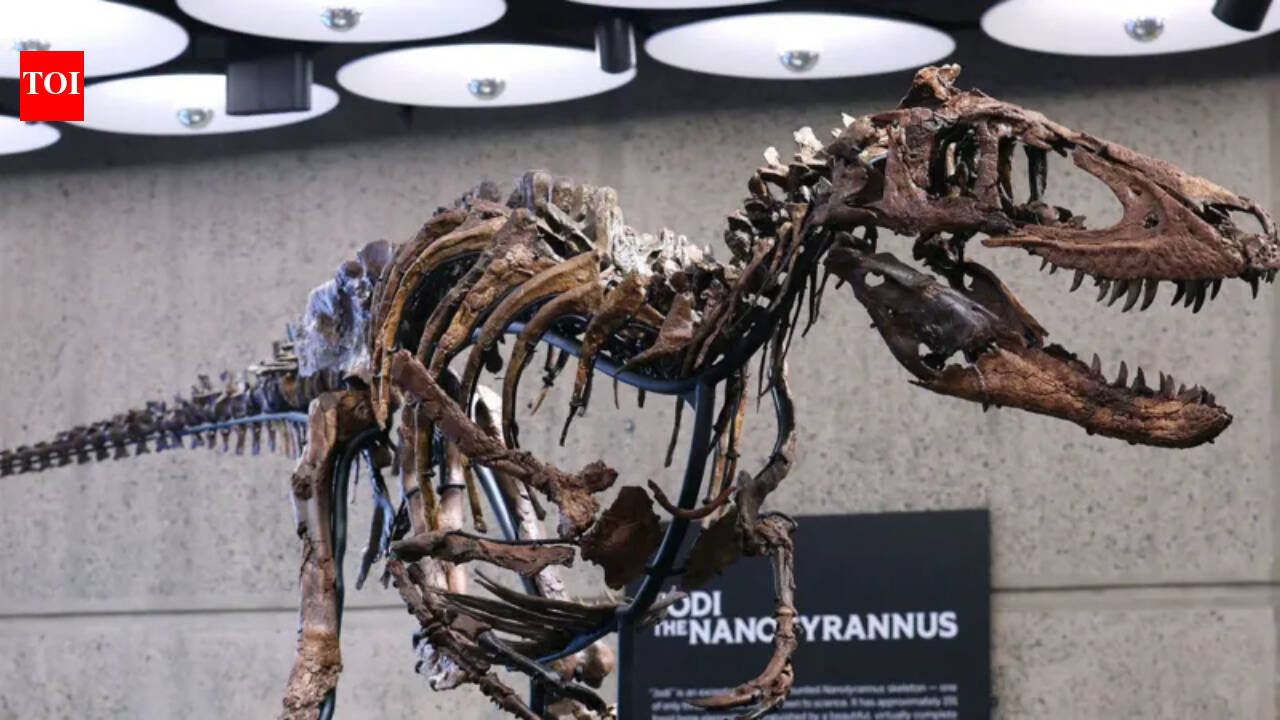 Montana rancher's dinosaur skeleton sells for $47.3m, 5 times top estimate
