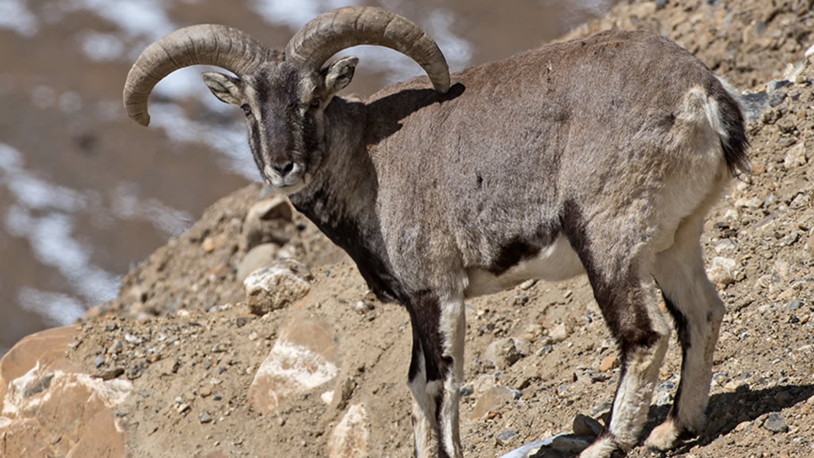 5 wild animals to look out for in Ladakh