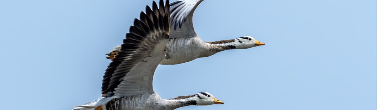 Why Birds Can Fly over Mount Everest